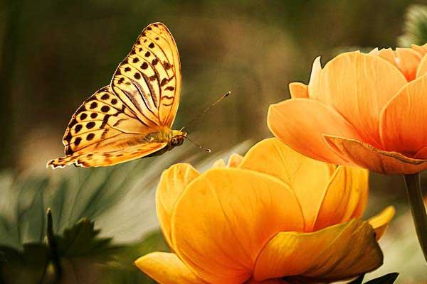 24+ Realistic Butterfly Photoshop Brushes | Free & Premium PSD | Ai | Vector | EPS | PNG Format Download